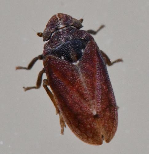 Tettigometra impressopunctata